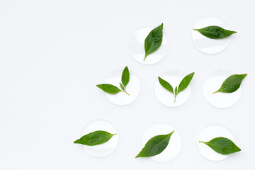 ariyat or andrographis paniculata green leaves in petri dishes on white