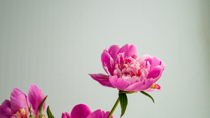 Beautiful fresh pink peony flower cut from a garden flower bed in a vase. Gardening, flower cultivation, fertilization. Place for your text.
