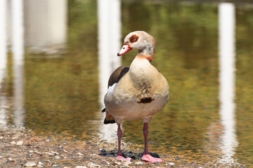 Beautiful egyptian goose in a lake