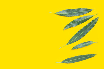 Mango leaf on yellow background.