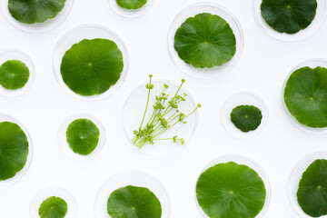 Fresh green centella asiatica leaves in petri dishes on white background.