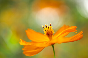 癒しのキバナコスモス