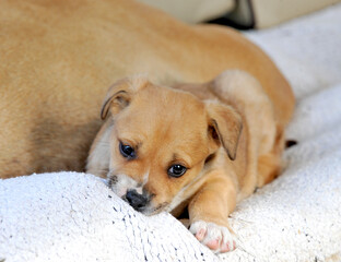 Cute Mix Puppy with mother resting  on white blanket 