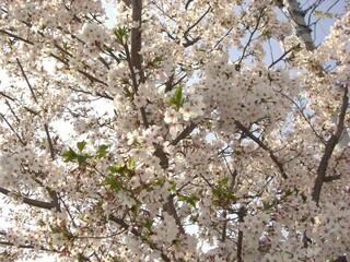春の終わりの葉桜