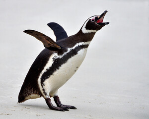 A Magellanic Penguin stretches on the shore of the Falkland Islands. 