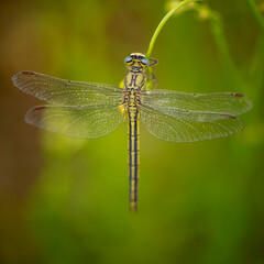 Libellule gomphes
