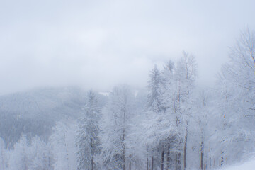Obraz na płótnie Canvas trees in the snow and fog