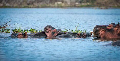 hippopotamus in lake relaxing cooling love 