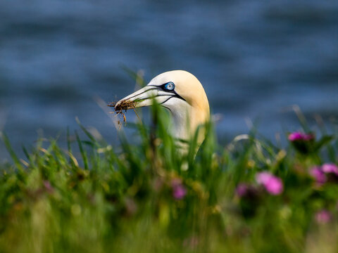 Gannet Eating At Bempton Cliffs