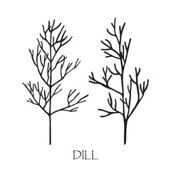 Vector illustration of dill. Doodle sketch.