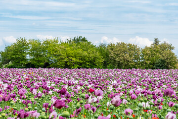 Obraz na płótnie Canvas Field of bright red and violet poppy flowers in summer. Opium poppy field