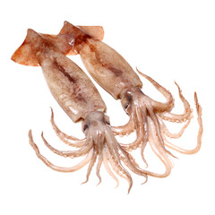 Fresh squid isolated on white background 