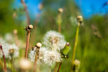 Taraxacum; A dandelion flower head ( seedhead ) composed of numerous small florets.