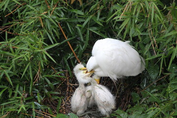Obraz premium Egret Babies Love Bite their Parent