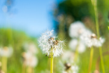 Taraxacum; A dandelion flower head ( seedhead ) composed of numerous small florets.