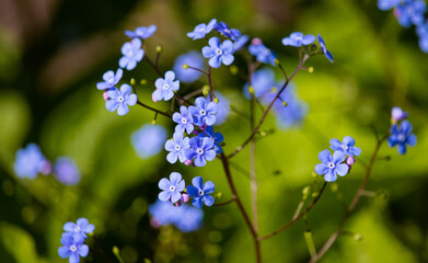 kaukasisches Vergissmeinnicht 