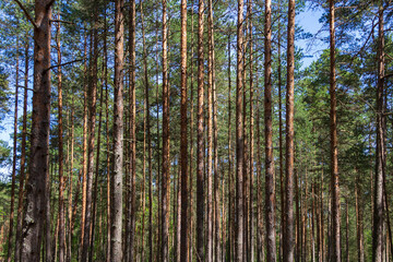 Pine trees in a forest in northern Russia on a sunny summer day. Coniferous forests of the middle...