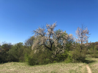 A blooming of a fruit tree in the meadow.