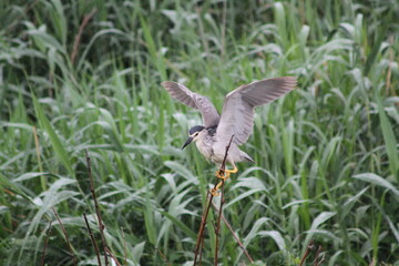 Japanese Night Heron Spreading Wings in Rainy Bush Habitat