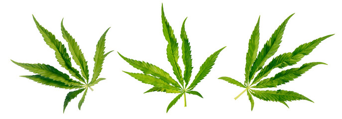Set of three marihuana leaves isolated on white background.