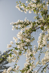 Closeup of tropical plant with beautiful white flowers and green leaves against blue sky. Summer travel vacation floral background