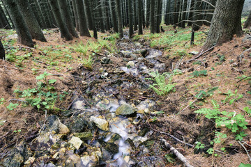 pine forest in the autumn