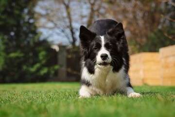 Black and White Border Collie Dog Bows Down in Sunny Garden. Cute Domestic Animal Trains Obedience Outside.