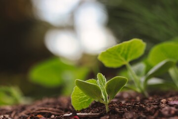 Little Green Sprout of Growing Pumpkin with Natural Bokeh Background. Young Cucurbita Pepo in the Garden.