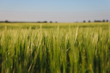 Growing Green Barley in Czech Nature. Field of Hordeum Vulgare. Barley is a member of the Grass family and a major Cereal Grain.