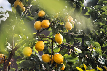 Gesunde Bio Zitronen am Baum