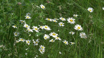 daisies in a field