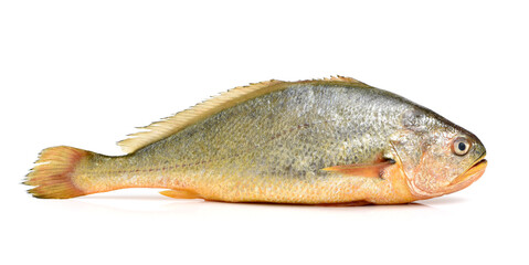 Yellow Croaker Fish On White background