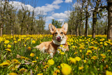 Happy Welsh Corgi Pembroke dog sitting in yellow dandelions field in the grass smiling in spring