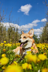 Happy Welsh Corgi Pembroke dog sitting in yellow dandelions field in the grass smiling in spring
