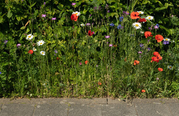 urban greening, nature in town, colorful mixture of wild summer meadow flowers like poppy flower,...