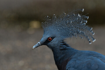 blue crowned pigeon