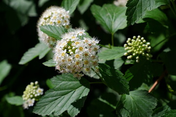 Blooming tree. Flower on a blurred background.