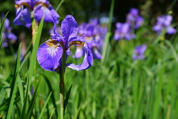Iris flower is blue. Flowers on a blurred background.