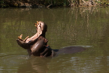 Fototapeta na wymiar Hippopotamus in Safari Park in Dvůr Králové nad Labem, Eastern Bohemia, Czech Republic, Europe 