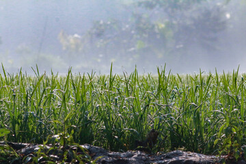 Fototapeta premium Green Paddy field covered with dew drop in winter season in the morning at Noakhali in Bangladesh
