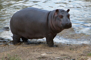 Hippopotamus in Safari Park in Dvůr Králové nad Labem, Eastern Bohemia, Czech Republic, Europe
