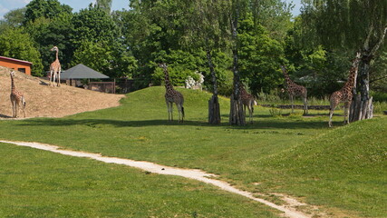 Girrafes in Safari Park in Dvůr Králové nad Labem, Eastern Bohemia, Czech Republic, Europe
