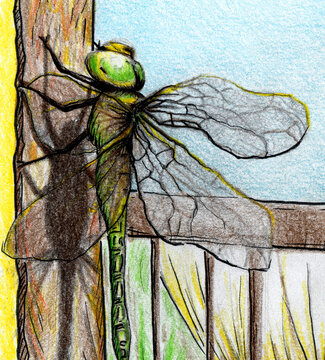 The Dragonfly drawing is made with colored pencils and black liner