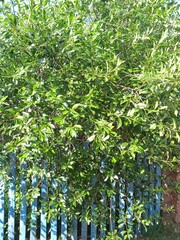 cherry tree