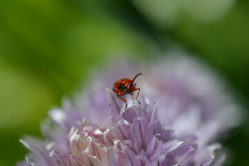 Poskrzypka liliowa