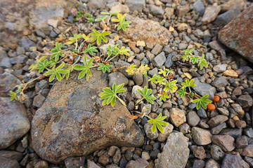 stones and mushrooms