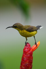 シンガポールの野鳥　ジンジャーの花の蜜を吸うキバラタイヨウチョウ