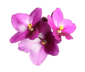 Obraz premium Pink violet flowers isolated on white. Delicate house plant