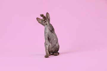 Adorable Sphynx kitten on pink background. Baby animal