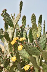 Prickly pear cactus and yellow flowers